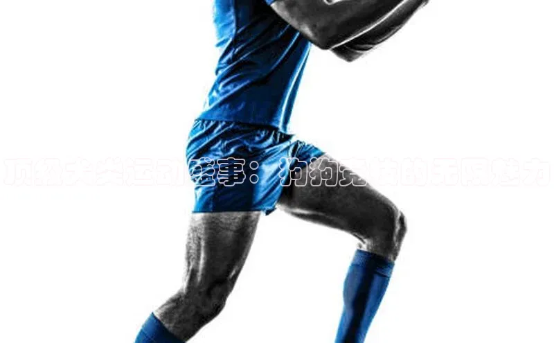 顶级犬类运动盛事：狗狗竞技的无限魅力