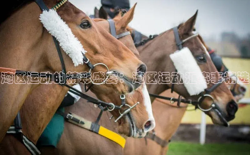 湾区运动的精彩盛宴：湾区运动汇赛事精选